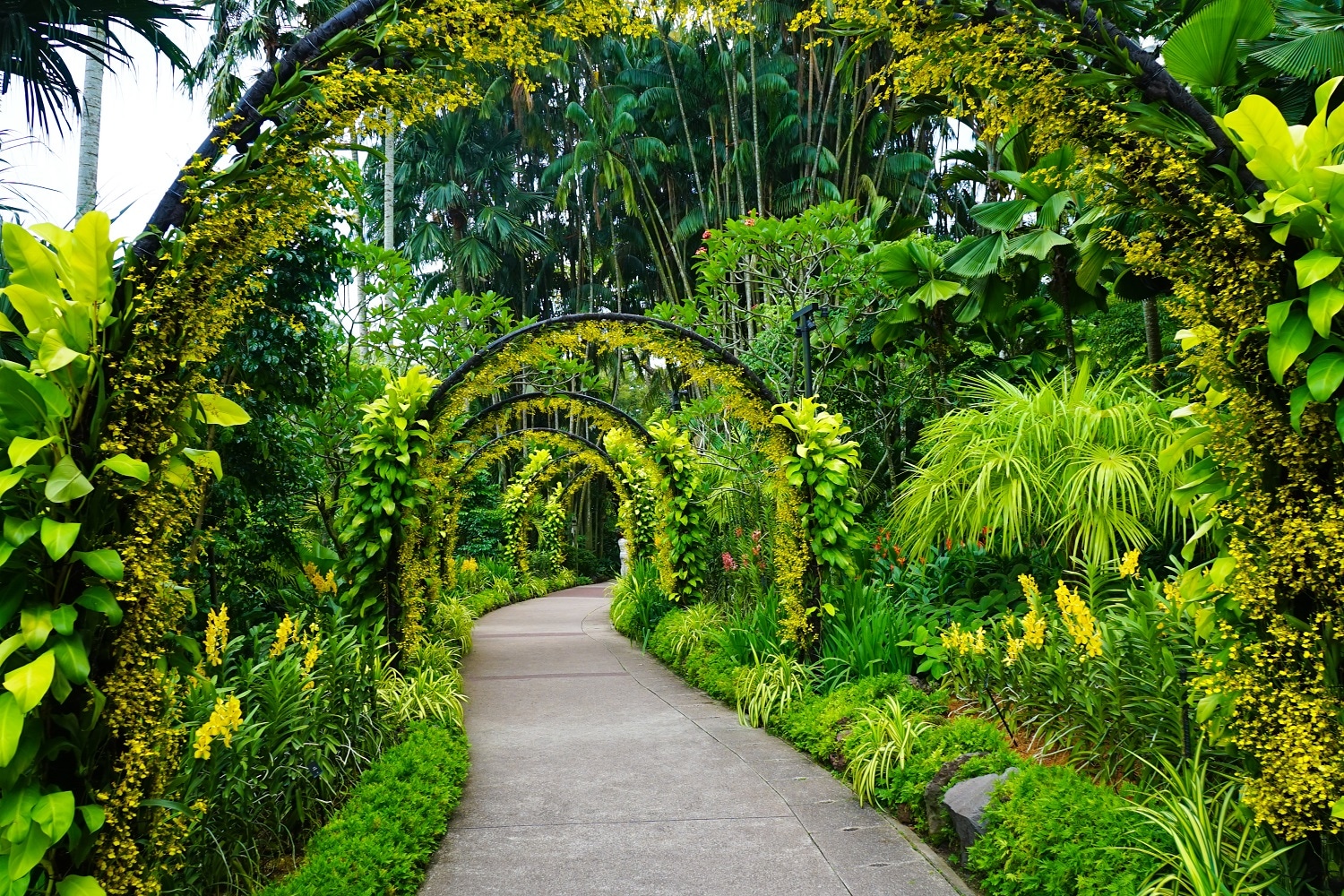 新加坡植物園花廊